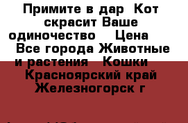 Примите в дар. Кот скрасит Ваше одиночество. › Цена ­ 0 - Все города Животные и растения » Кошки   . Красноярский край,Железногорск г.